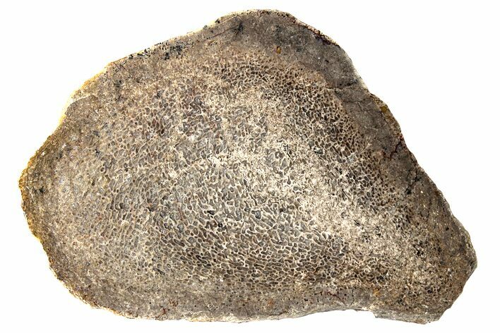 Polished Dinosaur Bone (Gembone) Slab - Morocco #189782